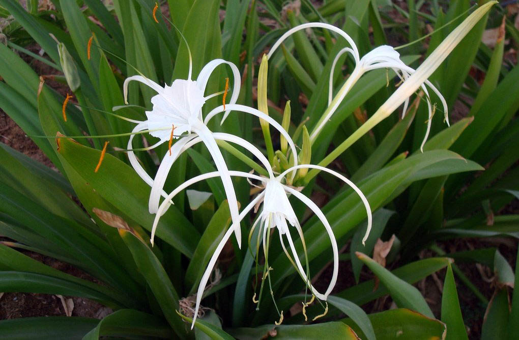 Hymenocallis (пауковая лилия)